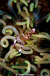 Commensal Shrimp by Gianni Cicalese 